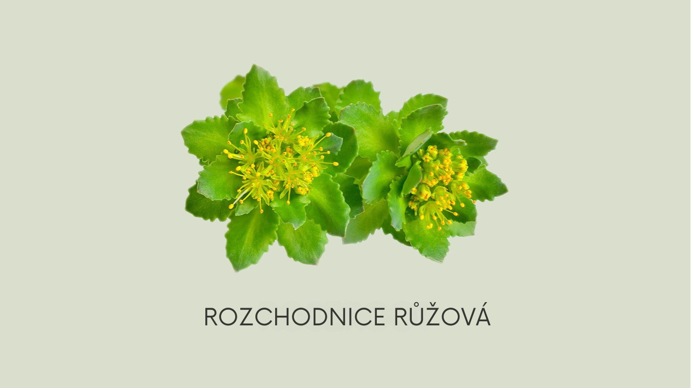 Obraz roseroot na zeleném pozadí s nápisem: ROSENWURZ.